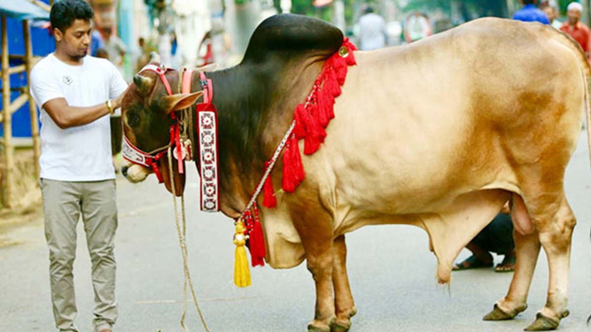 ঈদের দ্বিতীয় দিনেও চলছে কোরবানি