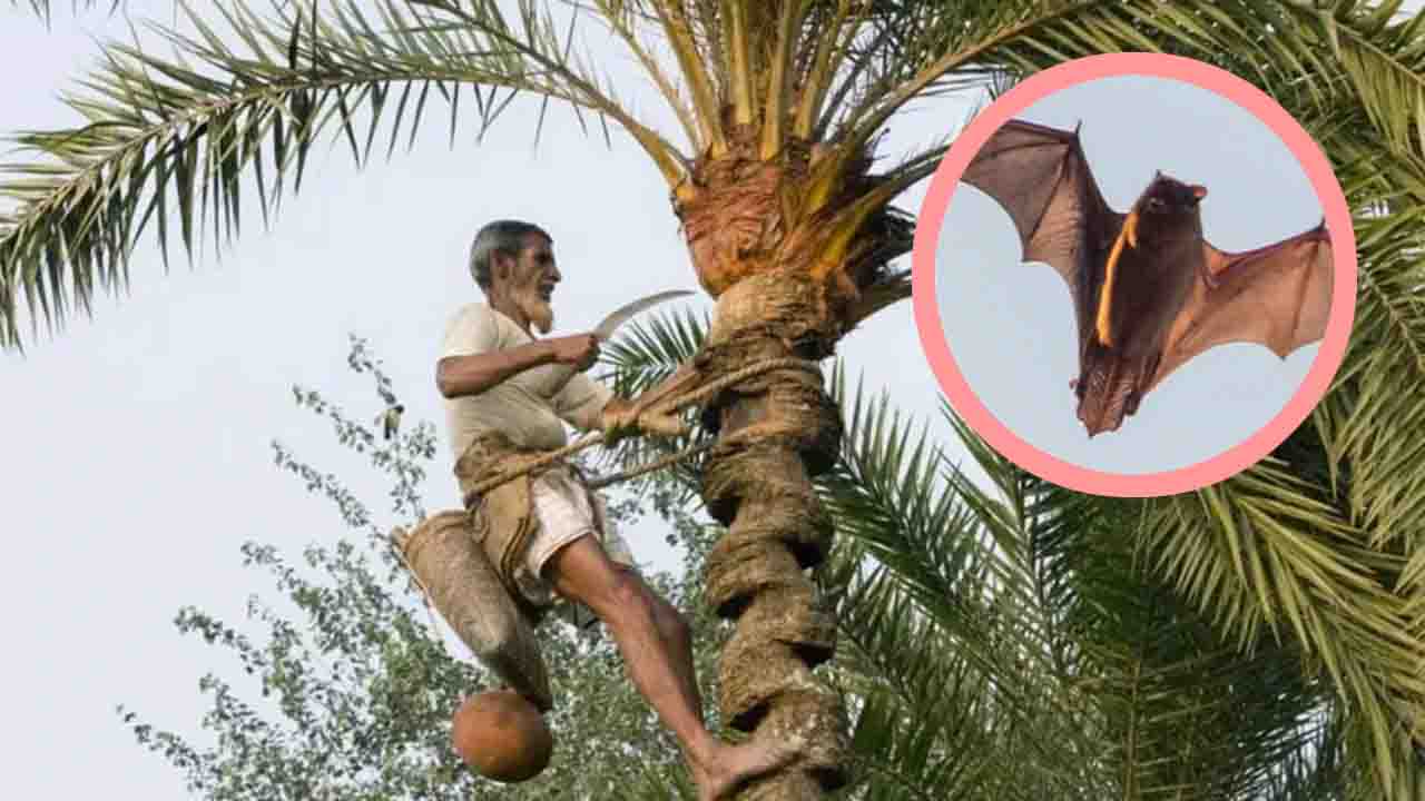 নিপাহ ভাইরাসে আক্রান্ত ও মৃত্যুর হারে বিশ্বে শীর্ষে বাংলাদেশ