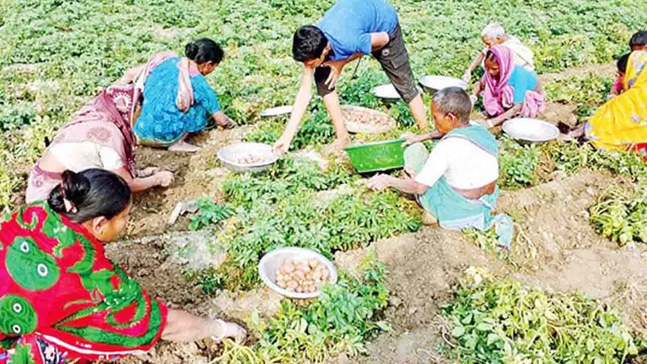 কাহারোলে আলুর বাম্পার ফলন হলেও ন্যায্য দাম নেই