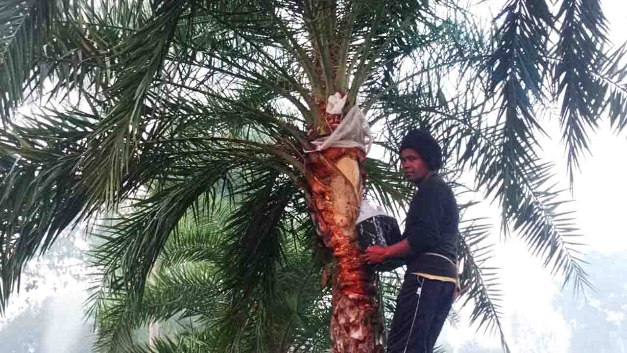 শীত মানেই খেজুর রস: খাঁটি গুড়ের টানে বোচাগঞ্জ বাগানে ভিড়