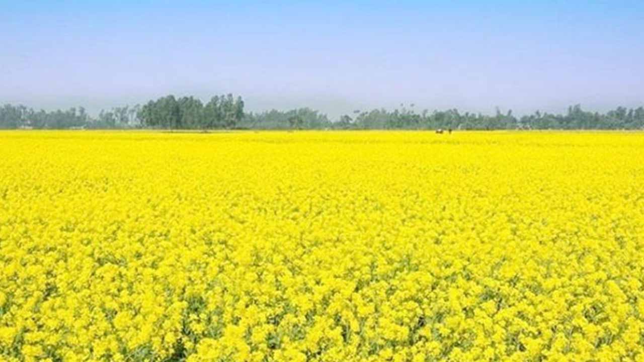 হলুদ হাসিতে ভরেছে কাহারোলের মাঠ;সরিষার বাম্পার ফলনের আশা