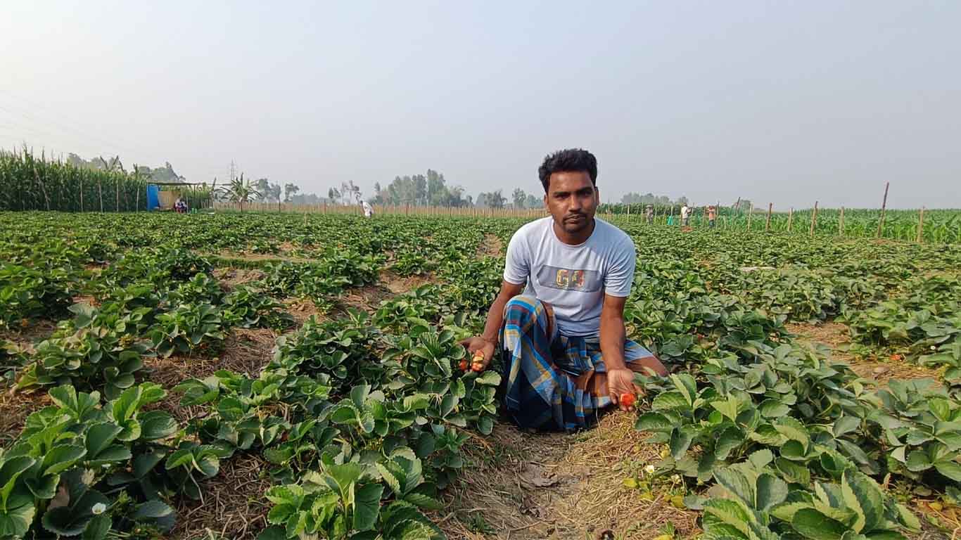 চাকরির বদলে স্ট্রবেরি চাষ: সফল উদ্যোক্তা আব্দুল জব্বার