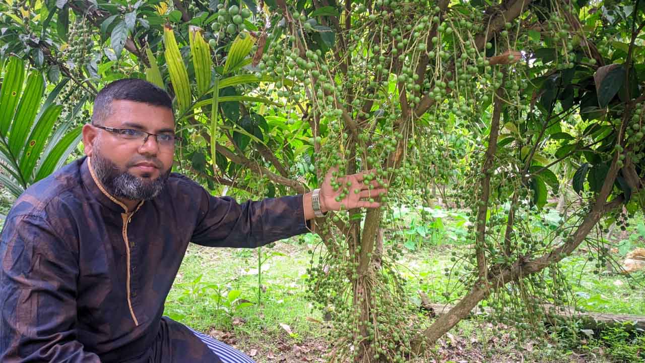 ইউটিউব দেখে লটকন চাষে বাজিমাত! বাম্পার ফলনে কৃষকের মুখে হাসি