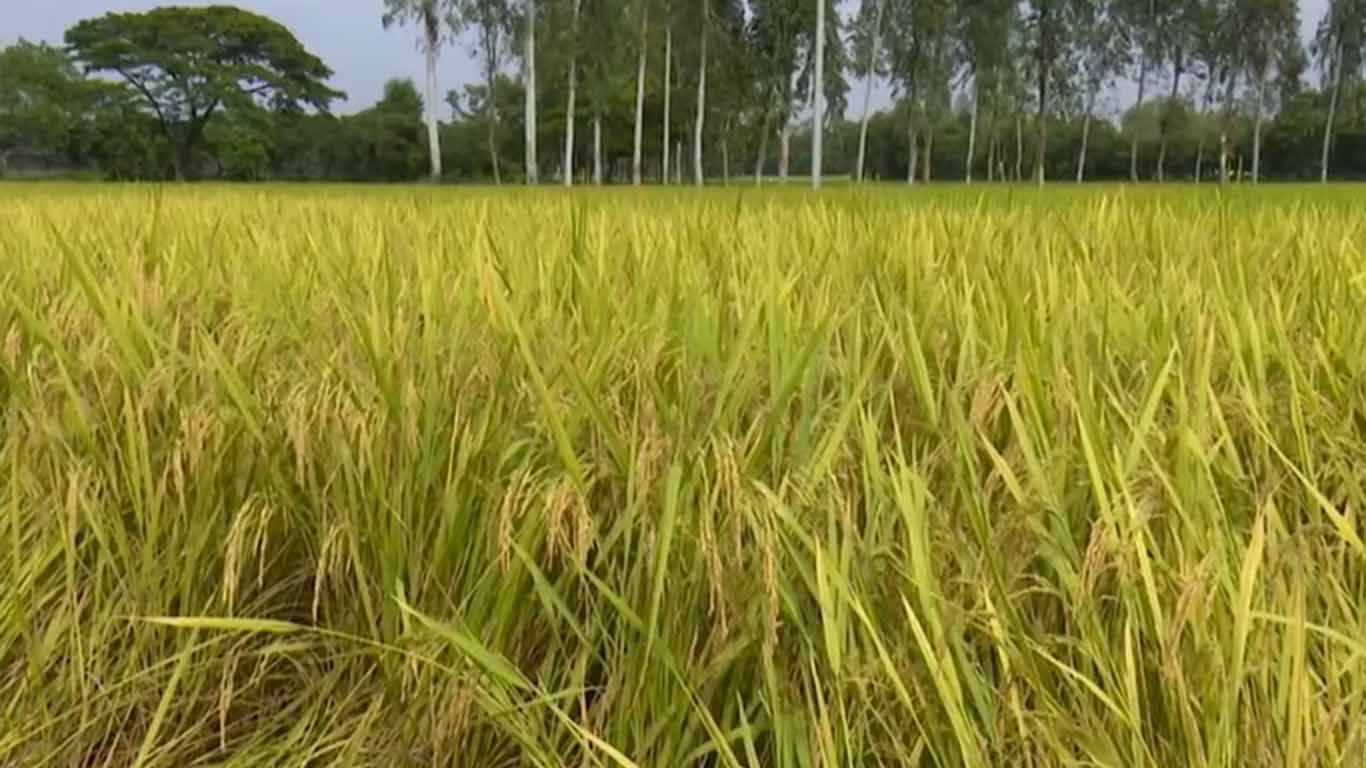 রংপুরে আগাম জাতের ধান আবাদে লাভবান কৃষক, মিলছে ভালো দাম
