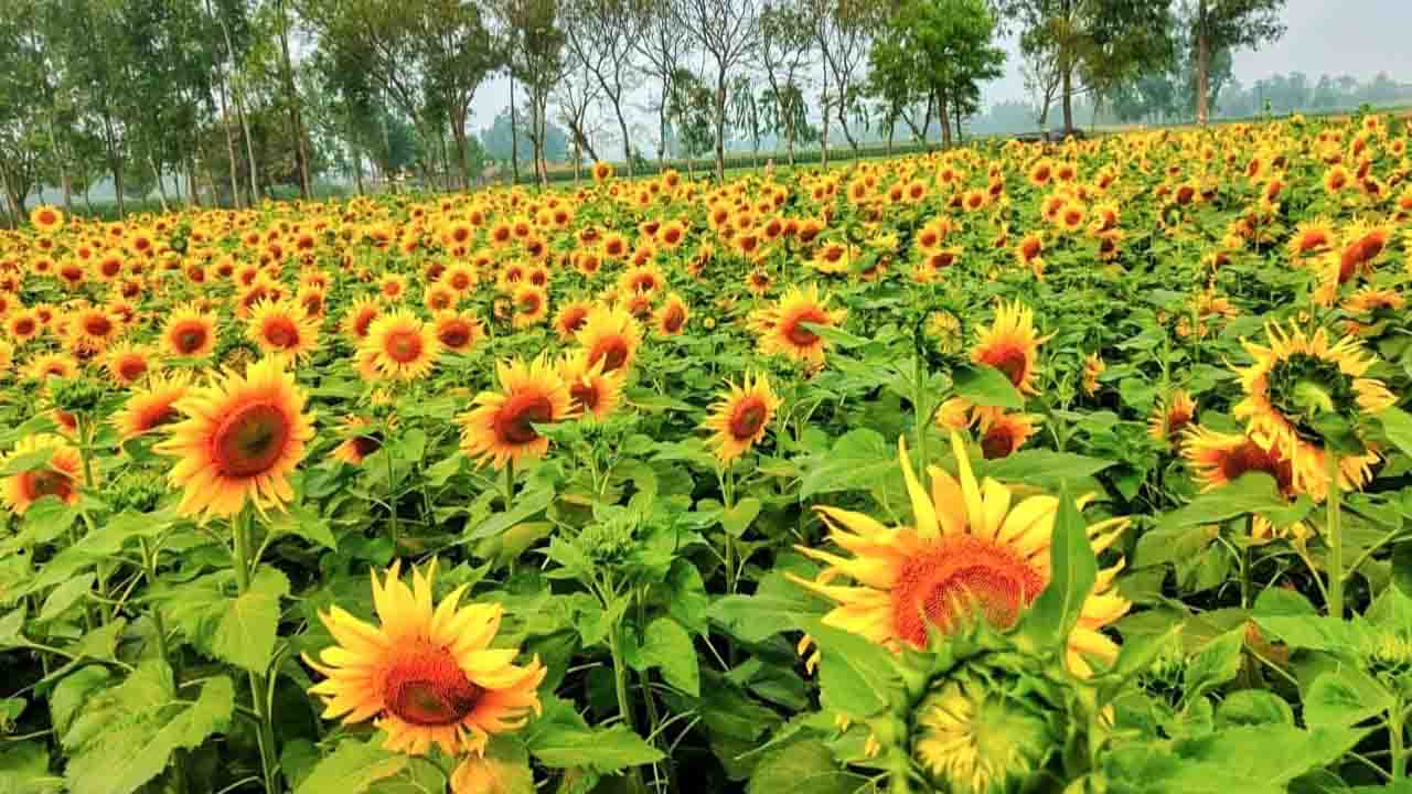 সোনালি স্বপ্নে আলোকিত খানসামা সূর্যমুখী চাষে কৃষকের বাজিমাত