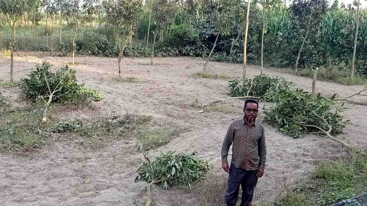 বিরলে জমি নিয়ে বিরোধে আম গাছ কাটার অভিযোগ
