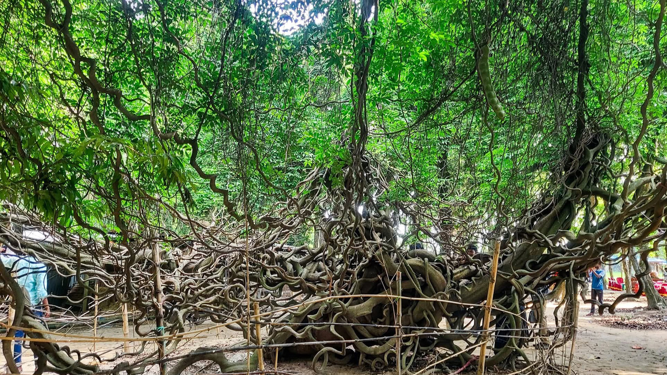 দিনাজপুরের বিরামপুরে বিরল প্রজাতির গিলালতা গাছের সন্ধান