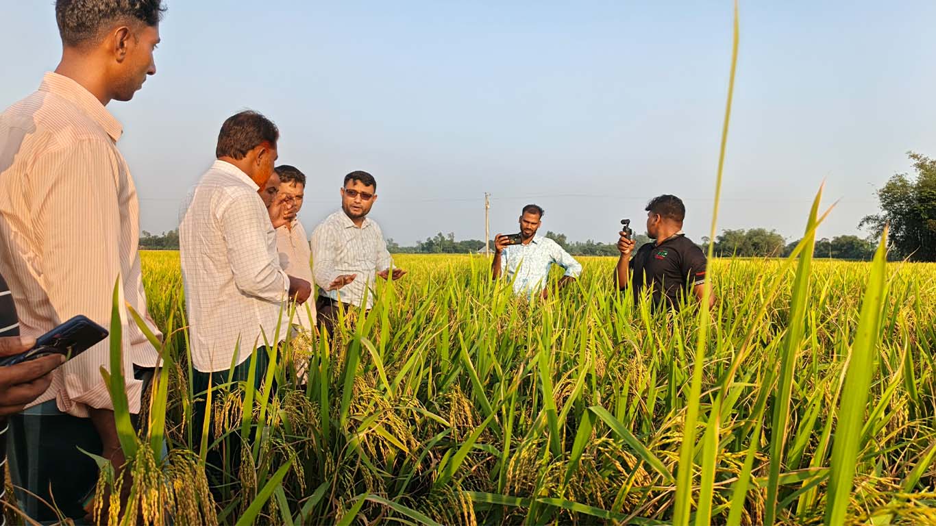 দিনাজপুরে জৈব প্রযুক্তির সাফল্য: ‘বায়োলিড’ ব্যবহারে ধানের ফলনে আশার আলো