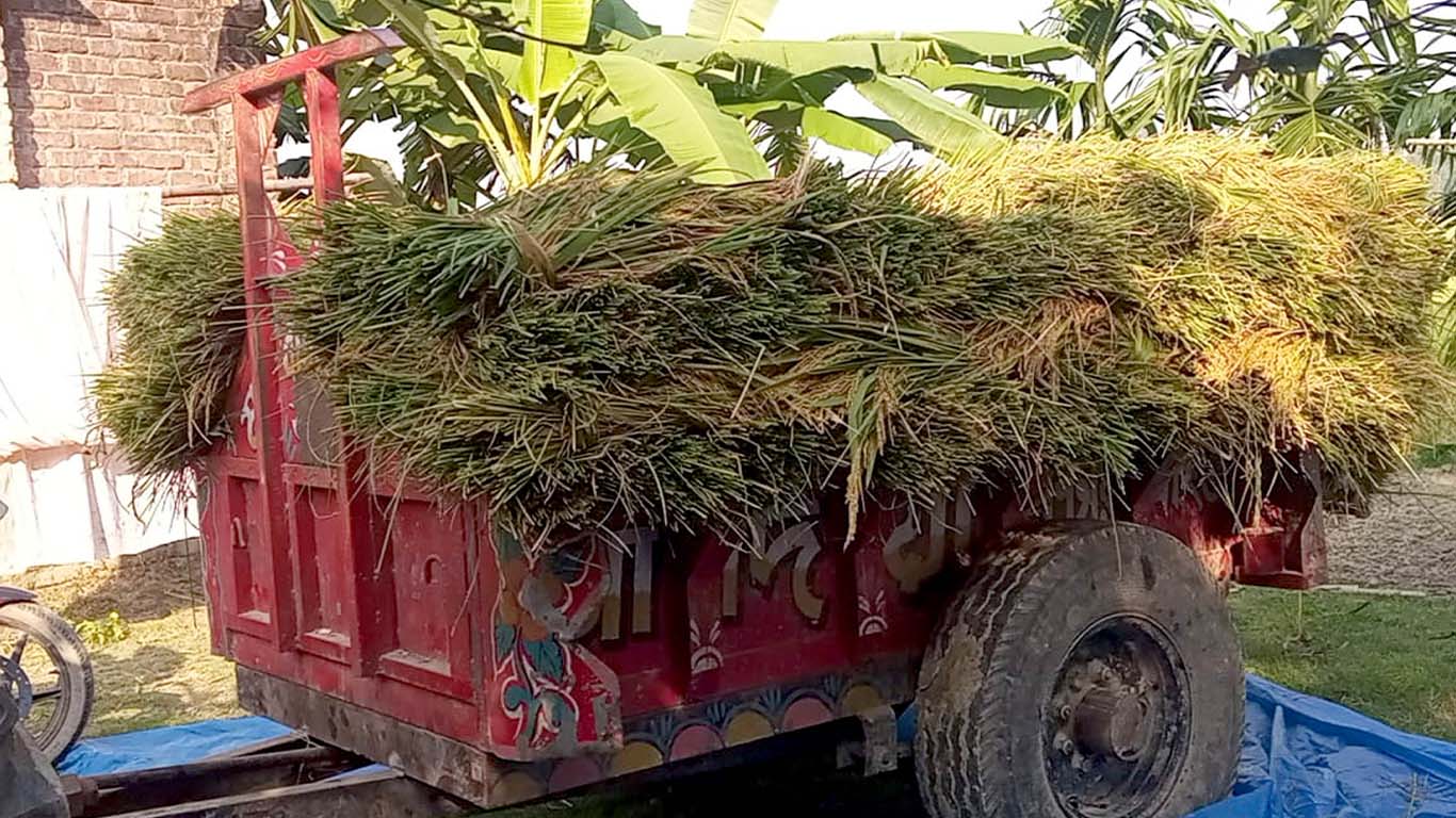 পূর্ব শত্রুতার জেরে কৃষকের আবাদকৃত জমির ৮০ মণ ধান কেটে নিল দুর্বৃত্তরা