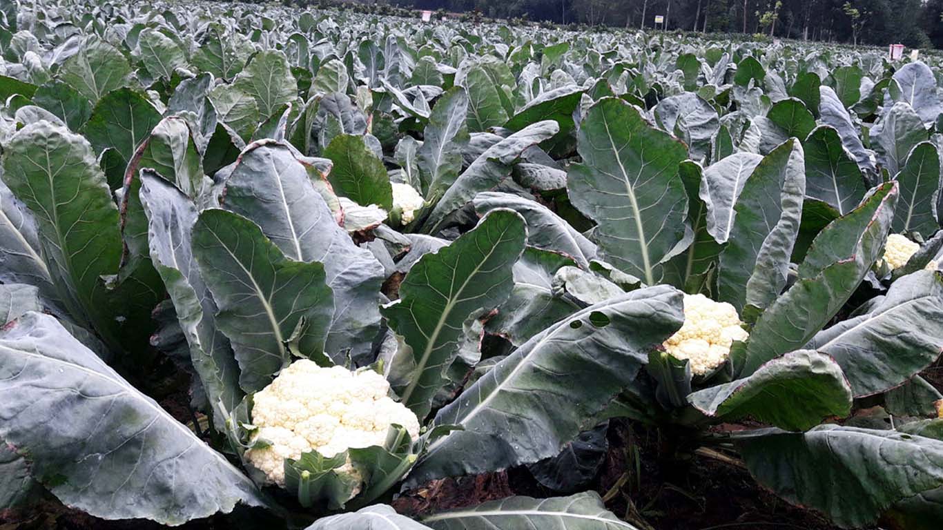 আগাম ফুলকপি-বাঁধাকপি চাষে দিনাজপুরের কৃষকের ভাগ্য বদল