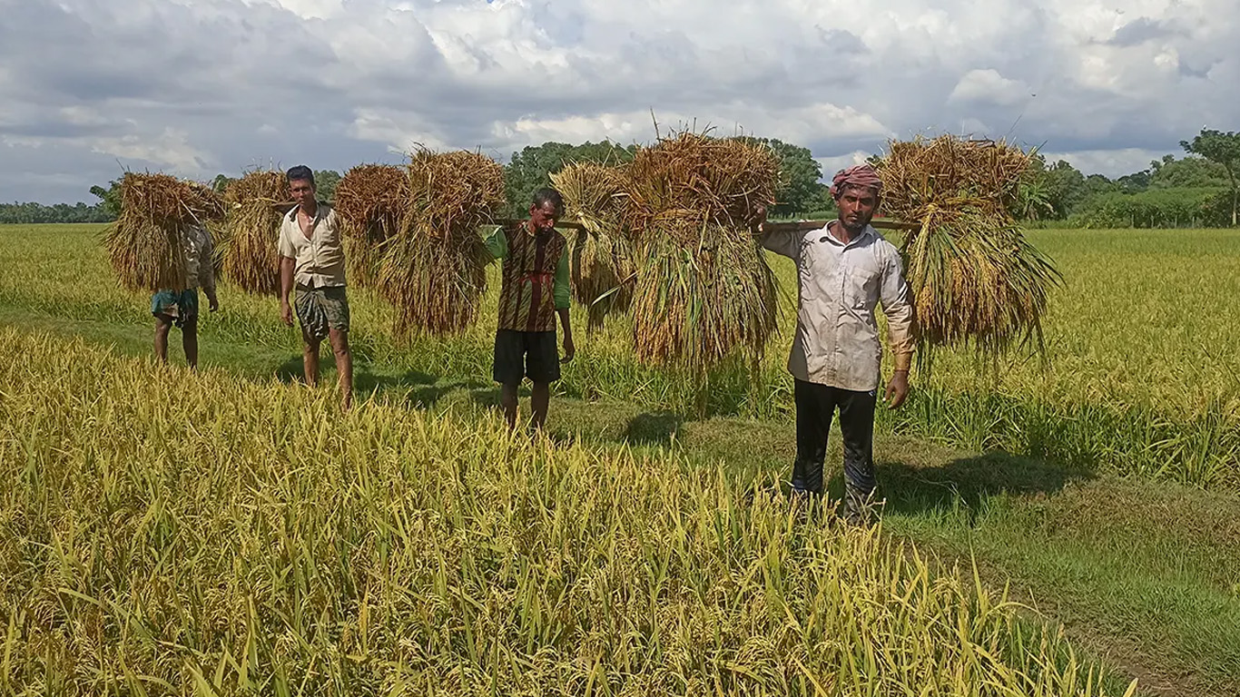 বন্যার শঙ্কা কাটিয়ে ভালো ফলনে খুশি কুমিল্লার কৃষকেরা