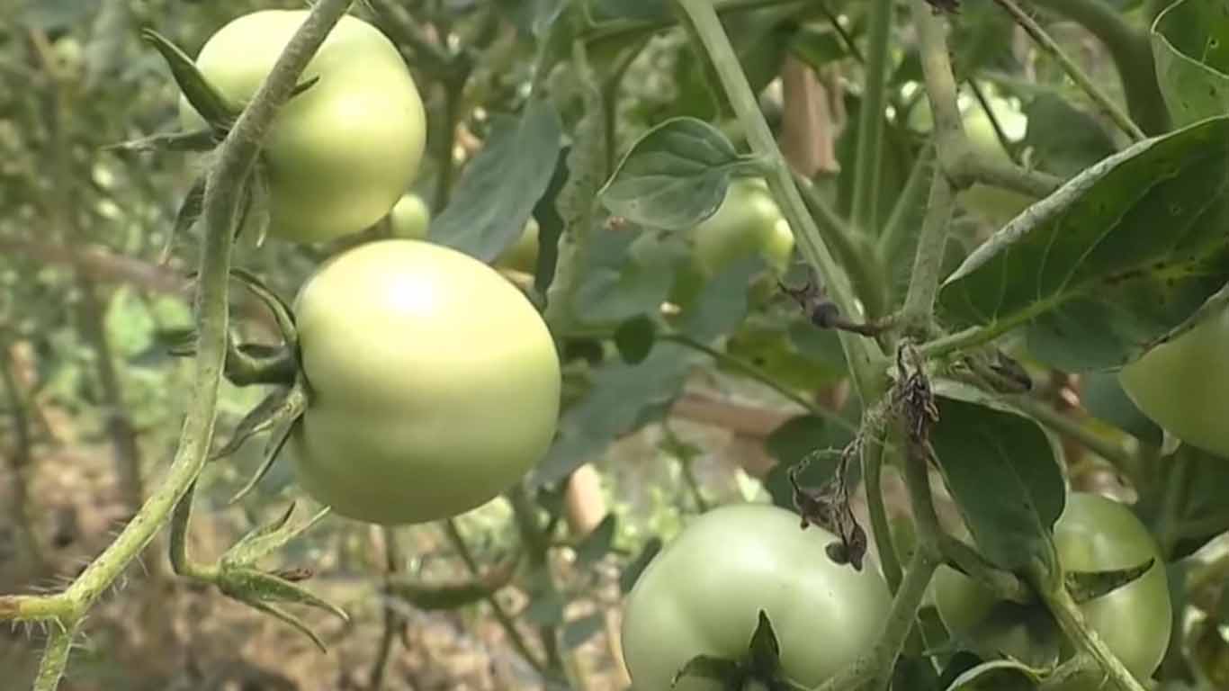 নড়াইলে পলি-শেডে টমেটো চাষে বিপ্লব: কৃষকের মুখে এখন সাফল্যের হাসি