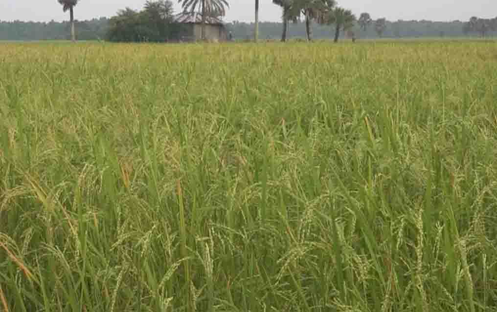 অতিবৃষ্টি উপেক্ষা করে নোয়াখালীর হাতিয়ায় আমন ধানের বাম্পার ফলন