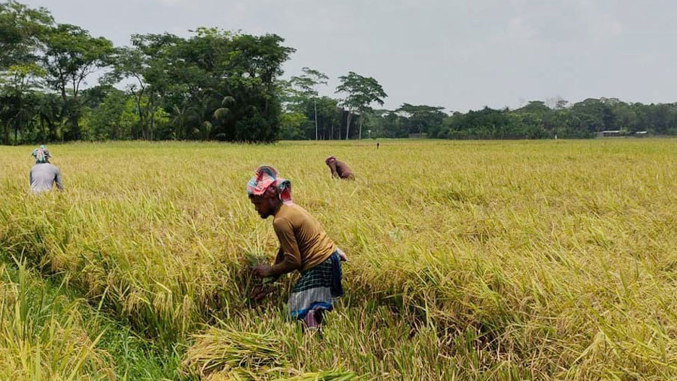 লক্ষ্যমাত্রা ছাড়িয়ে বোরো সংগ্রহ, দেশের ইতিহাসে সর্বোচ্চ