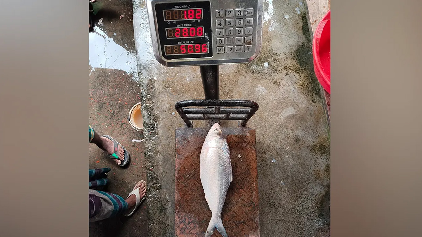 ৬ হাজার টাকায় বিক্রি হলো ১.৮ কেজি ওজনের এক ইলিশ