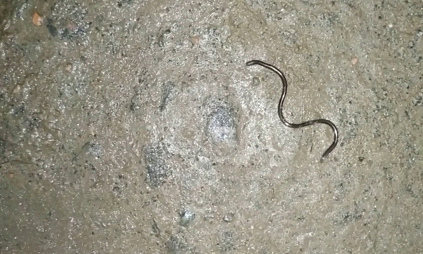 ২০ বছর পর দেখা মিলল বিশ্বের সবচেয়ে ছোট সাপের