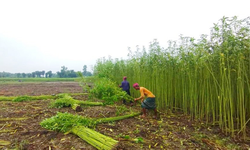 পাট জাগ দিতে ভোগান্তি