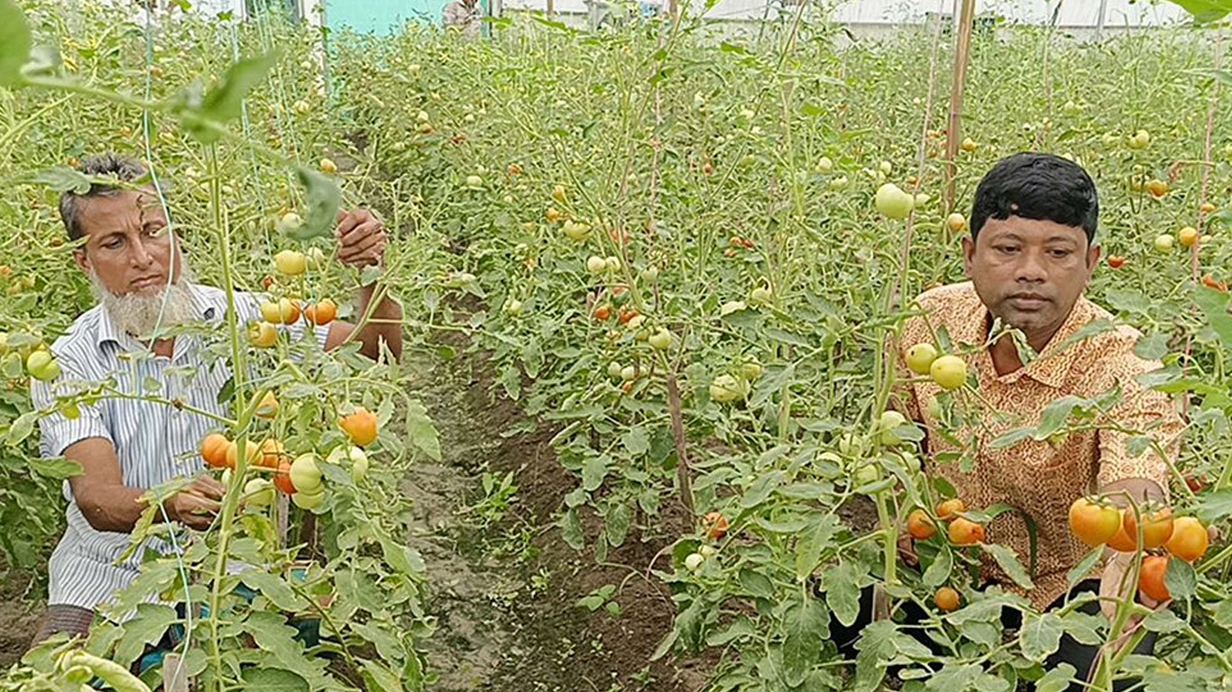 বেগুন গাছে টমেটো চাষ করে সাড়া ফেললেন ময়মনসিংহের শহিদুল্লাহ