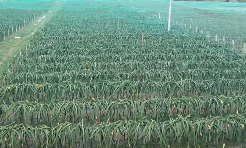 জয়পুরহাটে ড্রাগন ফলের মেগা খামার: ২ কোটি টাকা আয়ের লক্ষ্য