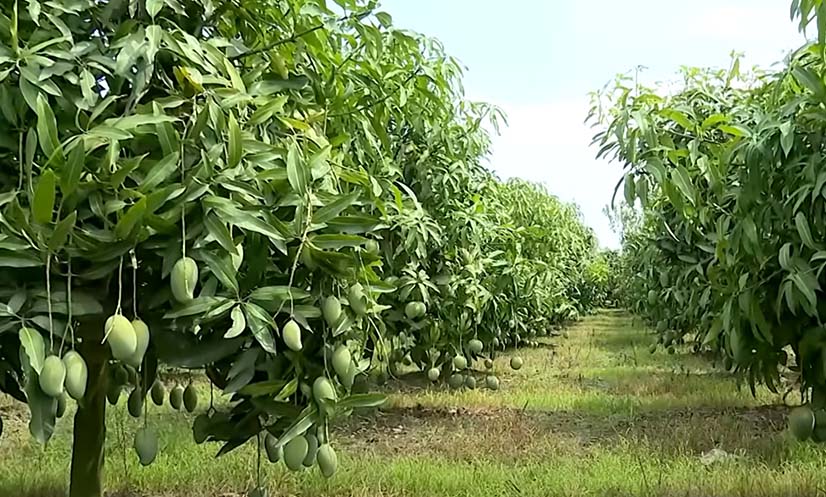 নওগাঁর সাপাহারে স্মার্ট আম চাষ: আনোয়ারের ৭০ লাখ টাকা আয়ের লক্ষ্য