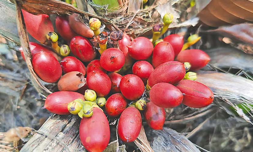 আবার বনে ফিরবে পাঁচ মহাবিপন্ন উদ্ভিদআবার বনে ফিরবে পাঁচ মহাবিপন্ন উদ্ভিদ