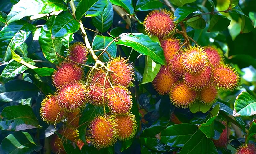 বাংলাদেশে রামবুটান চাষ: কোটি টাকার সম্ভাবনা