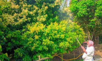 বীরগঞ্জের লিচু বাগানে চাষিদের ব্যস্ত সময় পার