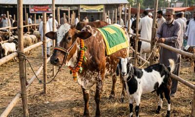 কোরবানির পশুর যেসব অংশ খাওয়া নিষিদ্ধ বা মাকরুহ