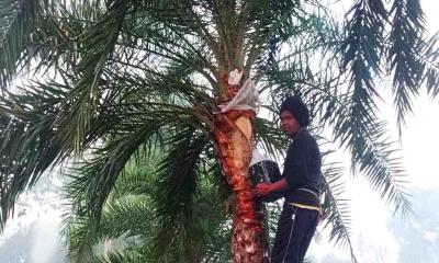 শীত মানেই খেজুর রস: খাঁটি গুড়ের টানে বোচাগঞ্জ বাগানে ভিড়