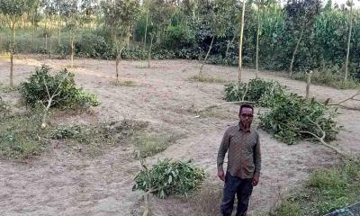 বিরলে জমি নিয়ে বিরোধে আম গাছ কাটার অভিযোগ
