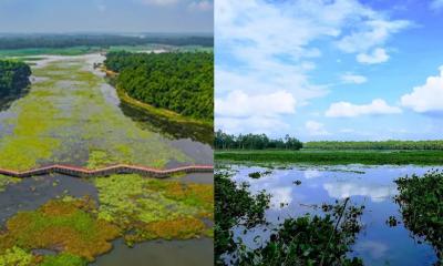 নবাবগঞ্জের আশুরার বিলে দেশীয় মাছ উৎপাদনের সম্ভাবনা, বাধা দূষিত পানি ও নিষিদ্ধ জাল