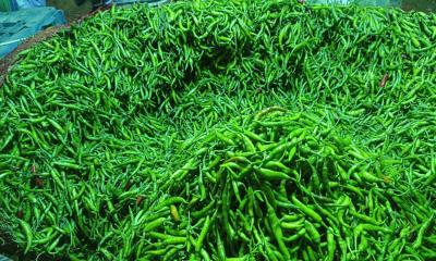 কাঁচামরিচের কেজি ৩০০ টাকা ছাড়াল