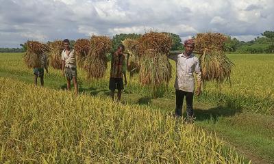 বন্যার শঙ্কা কাটিয়ে ভালো ফলনে খুশি কুমিল্লার কৃষকেরা