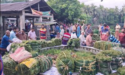 বাগেরহাটের হাটে কোটি টাকার পান, লোকসানে চাষিরা