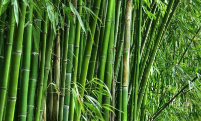 আজ বিশ্ব বাঁশ দিবস