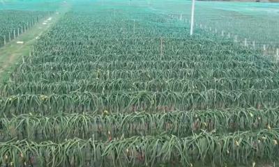 জয়পুরহাটে ড্রাগন ফলের মেগা খামার: ২ কোটি টাকা আয়ের লক্ষ্য