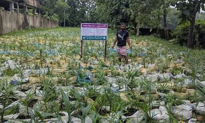 বাগানেই বস্তায় আদা চাষ, আয় লাখ টাকা