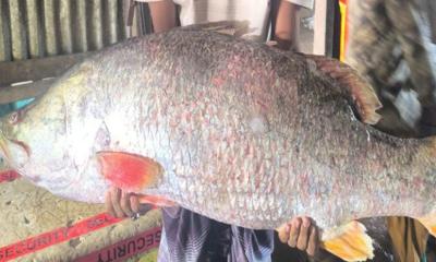 মেঘনায় ধরা পড়ল ২৮ কেজির কোরাল, বিক্রি ৪১ হাজার