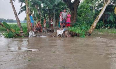 তিস্তার পানি বাড়ায় লালমনিরহাটে নিম্নাঞ্চল প্লাবিত