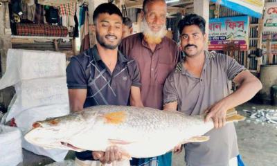 কুয়াকাটায় জেলের জালে ২২ কেজির কোরাল, বিক্রি সাড়ে ২৯ হাজারে