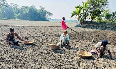 শীতের আগমনে আলু চাষে ব্যস্ত চাষিরা, বাম্পার ফলনের আশা