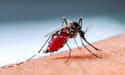 ডেঙ্গু আক্রান্ত হয়ে হাসপাতালে আরও ৪৬০ জন