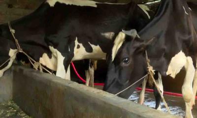 প্রাণিসম্পদ বিভাগের সহায়তায় নাটোরে দুধের উৎপাদন বেড়েছে