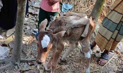 ভোলায় ছয় পা বিশিষ্ট বিরল বাছুরের জন্ম