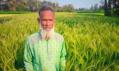 বীরগঞ্জে গমের বাম্পার ফলনের আশা: খুশিতে কৃষক