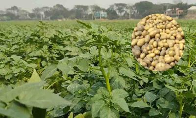 মুন্সীগঞ্জে লক্ষ্যমাত্রা ছাড়াল আলু চাষ