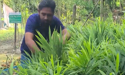 ভোলায় বস্তায় আদা চাষে নারীর সাফল্য ও বরগুনায় পানের দরপতন