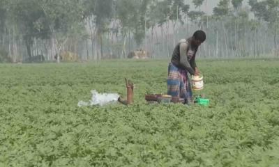 রোগবালাই ও দরপতন, আগাম আলু তুলেও লোকসানের আশঙ্কায় চাষিরা।