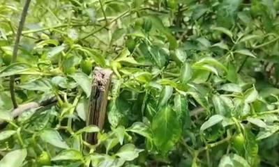 শীতকালীন সবজি চাষে বেশি ফলন নিশ্চিত করার বৈজ্ঞানিক উপায়