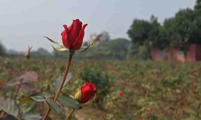 আবাসন আগ্রাসনে সঙ্কুচিত সাভারের ‘গোলাপ গ্রাম’, ভালো নেই শত কোটি টাকার আয়ের চাষিরা